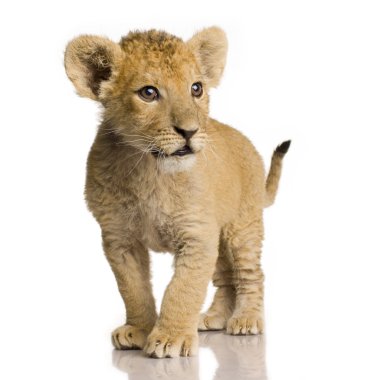 Lion Cub (3 months) clipart