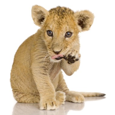 Lion Cub (3 months) clipart