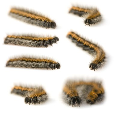 Caterpillar clipart