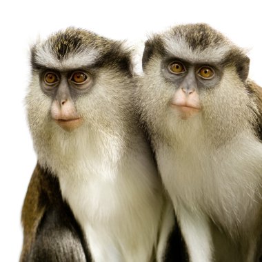 Cercopithèque Mone - Cercopithecus mona