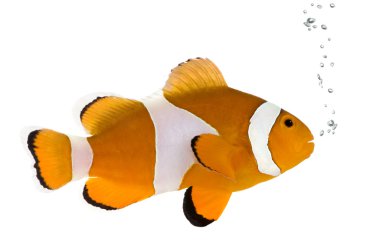 Orange clownfish - Amphiprion occelaris clipart