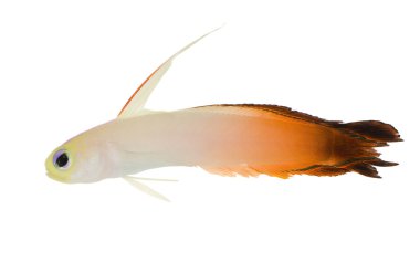 Fire Goby - nemateoletris magnifica in front of a white background clipart