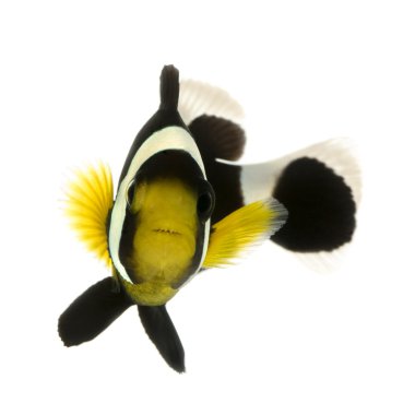 Saddleback clownfish - Amphiprion polymnus clipart