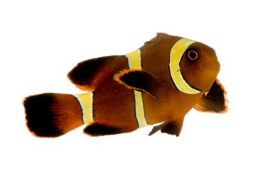 Gold stripe Maroon Clownfish - Premnas biaculeatus clipart