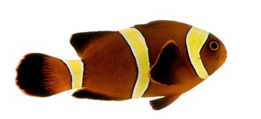 Altın çizgili bordo palyaço balığı - premnas biaculeatus