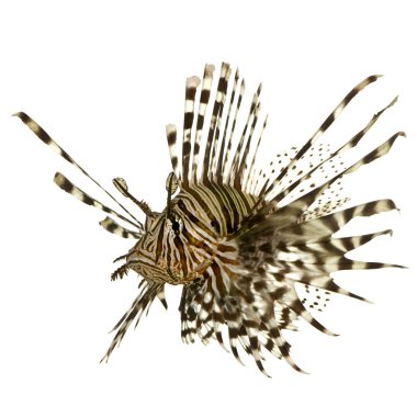 Kırmızı lionfish - pterois volitans