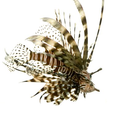 Kırmızı lionfish - pterois volitans