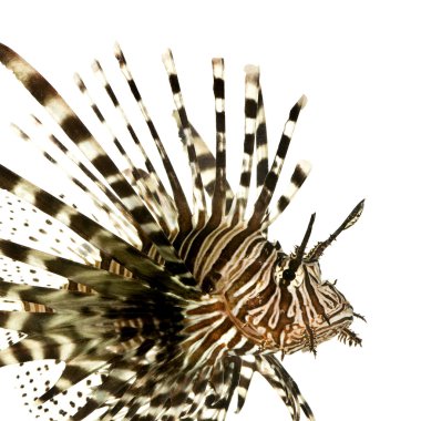 Kırmızı lionfish - pterois volitans