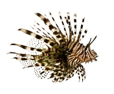 Kırmızı lionfish - pterois volitans