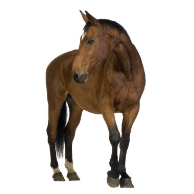 Horse clipart