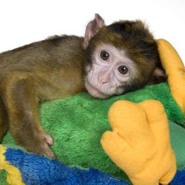 Baby Barbary Macaque - Macaca sylvanus clipart
