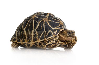 Indian Starred Tortoise - Geochelone elegans clipart