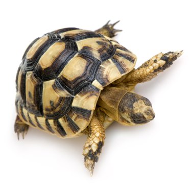Herman's Tortoise - Testudo hermanni clipart