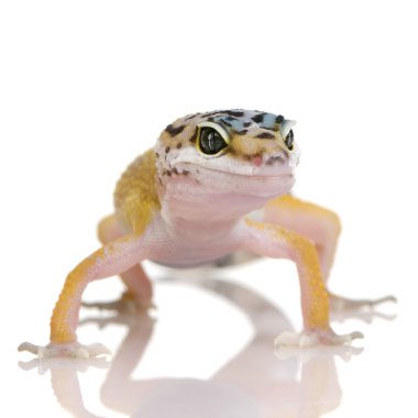 Young Leopard gecko - Eublepharis macularius clipart