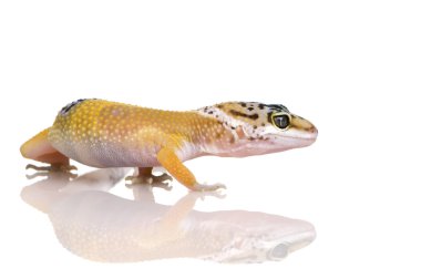 Genç leopar gecko - eublepharis macularius