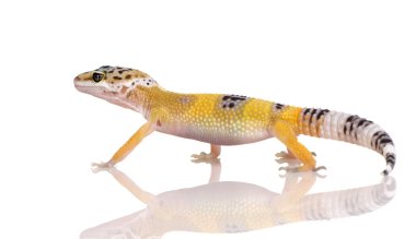 Genç leopar gecko - eublepharis macularius