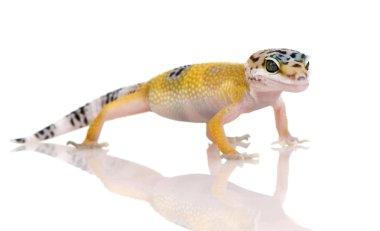 Genç leopar gecko - eublepharis macularius