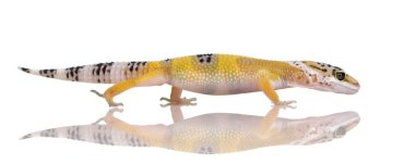 Genç leopar gecko - eublepharis macularius