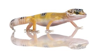 Genç leopar gecko - eublepharis macularius