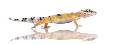 Genç leopar gecko - eublepharis macularius