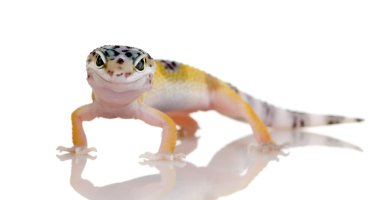 Genç leopar gecko - eublepharis macularius