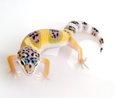 Genç leopar gecko - eublepharis macularius