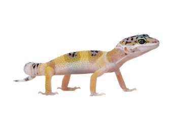 Genç leopar gecko - eublepharis macularius