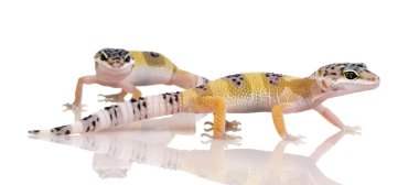 iki genç leopar gecko - eublepharis macularius