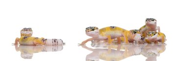 Grup genç leopar gecko - eublepharis macularius