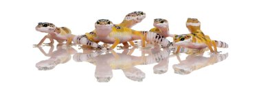 Grup genç leopar gecko - eublepharis macularius