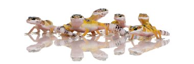 Group of Young Leopard gecko - Eublepharis macularius clipart
