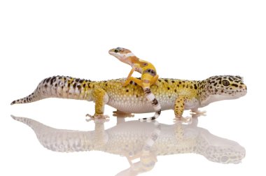 leopar gecko - eublepharis macularius