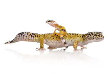 leopar gecko - eublepharis macularius