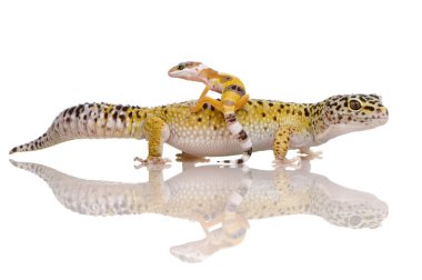 leopar gecko - eublepharis macularius