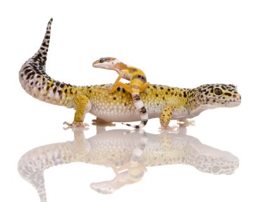 leopar gecko - eublepharis macularius