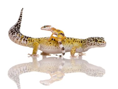 Leopard gecko - Eublepharis macularius clipart