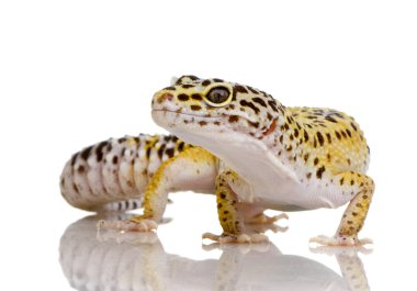 leopar gecko - eublepharis macularius