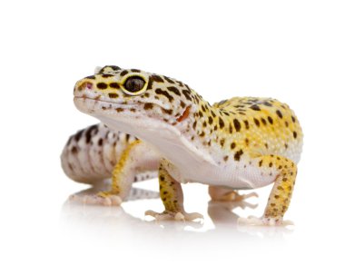 leopar gecko - eublepharis macularius