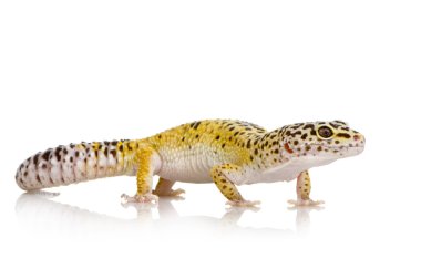 leopar gecko - eublepharis macularius