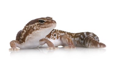 African fat-tailed gecko - Hemitheconyx caudicinctus clipart