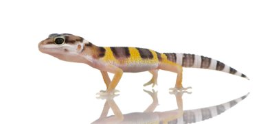 Juvenil leopar gecko - eublepharis macularius