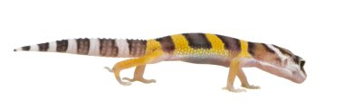 Juvenil leopar gecko - eublepharis macularius