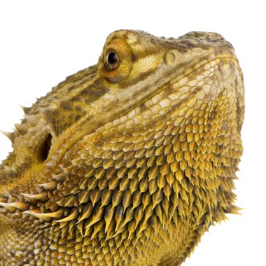 Lawson'ın dragon - pogona henrylawsoni