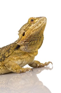 Lawson'ın dragon - pogona henrylawsoni