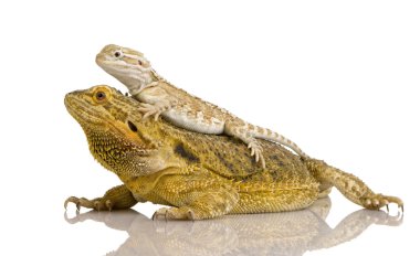 Lawson'ın dragon - pogona henrylawsoni