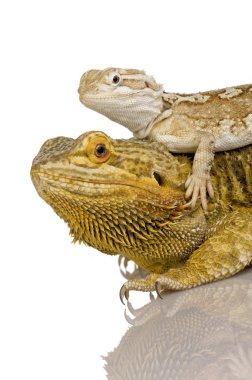 Lawson'ın dragon - pogona henrylawsoni