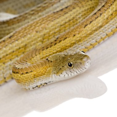 Elaphe guttata