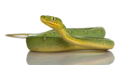 Emerald Tree Boa - Corallus caninus clipart