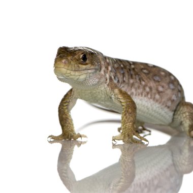 Ocellated lizard - Timon lepidus clipart