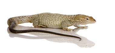 monitör kertenkele - çilli monitör - varanus tristis orientalis